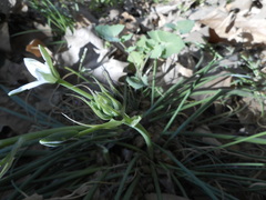 Ornithogalum
