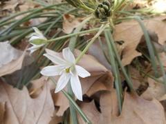 Ornithogalum