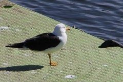 Larus fuscus