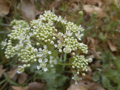 Lepidium draba