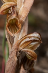 Pterostylis tristis