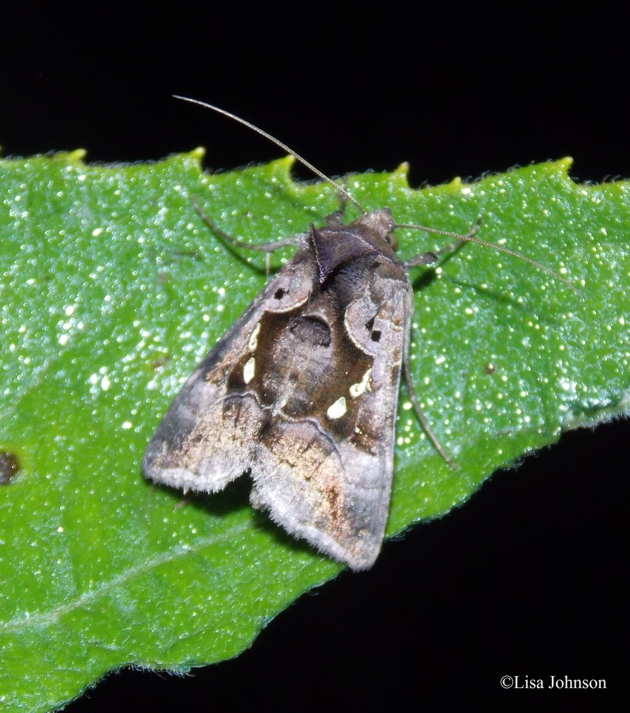 Enigmogramma antillea