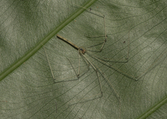 Leptopholcus huongson