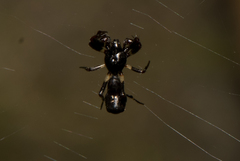 Cyclosa hamulata