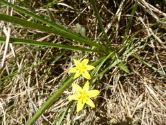 Hypoxis argentea