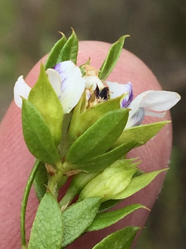 Image of Psoralea heterosepala by (c) Dave U, some rights reserved (CC BY-SA)