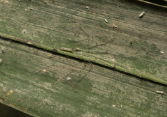 Leptopholcus tanikawai