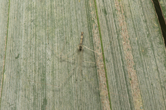 Leptopholcus tanikawai