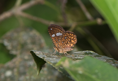 Herimba atkinsoni disconjuncta