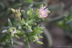 Delosperma fredericii
