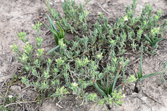 Delosperma fredericii