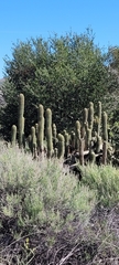 Trichocereus spachianus