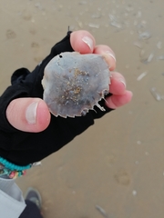 Liocarcinus holsatus