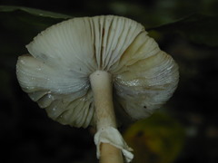 Amanita porphyria