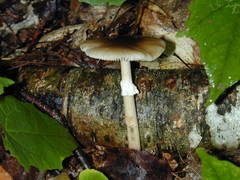 Amanita porphyria