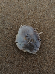 Liocarcinus holsatus