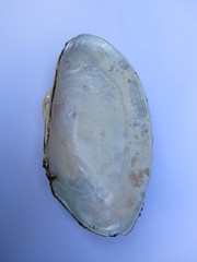 Anodontites trapesialis