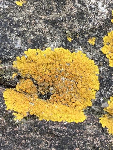 Limestone Lobed Firedot