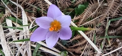 Crocus nivalis