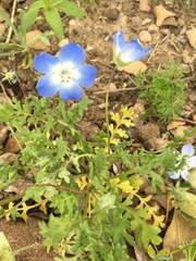 Phacelia patuliflora
