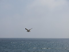 Larus michahellis michahellis