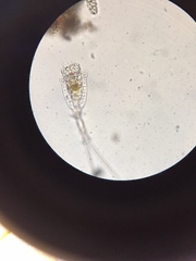 Trichotria tetractis