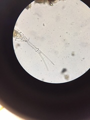 Trichotria tetractis