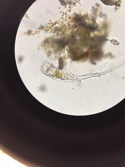 Trichotria tetractis