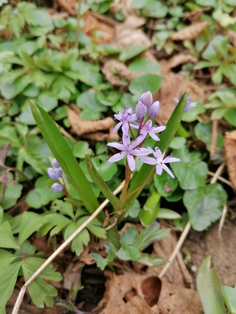 Scilla kladnii, 086 22 Hervartov, Slovensko