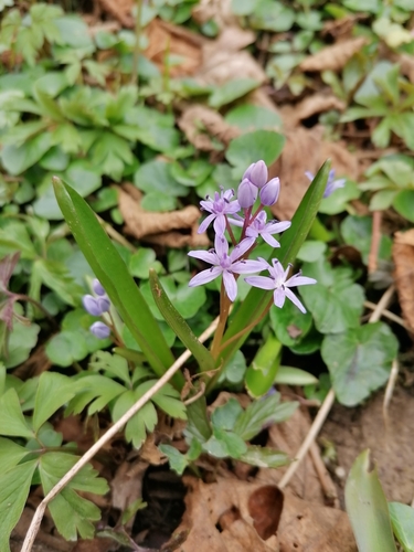 Scilla kladnii