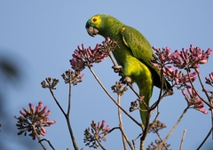 Amazona aestiva