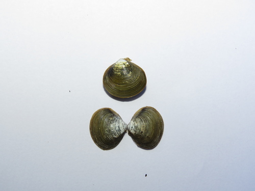 Corbicula largillierti