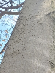 Diatrype disciformis