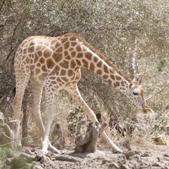 Giraffa camelopardalis antiquorum