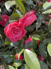 Camellia