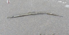 Syngnathus fuscus