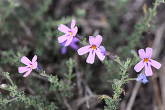 Jamesbrittenia foliolosa