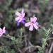 Jamesbrittenia foliolosa - Photo (c) Marie Delport,  זכויות יוצרים חלקיות (CC BY-NC), הועלה על ידי Marie Delport