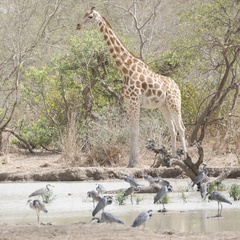 Giraffa camelopardalis antiquorum