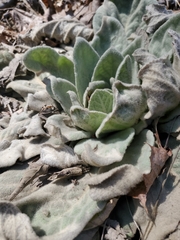 Verbascum thapsus