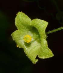 Sechiopsis tetraptera