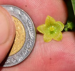 Sechiopsis tetraptera