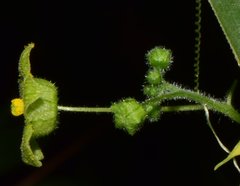 Sechiopsis tetraptera