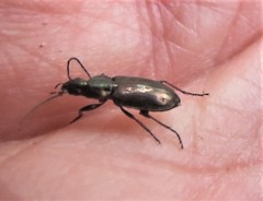 Agonum muelleri