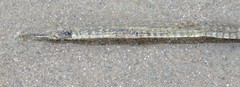 Syngnathus fuscus