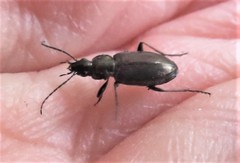 Agonum muelleri