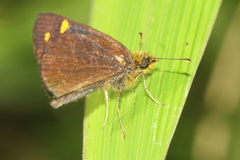 Heteropterinae