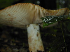 Russula grata