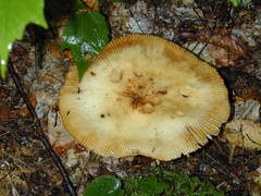 Russula grata