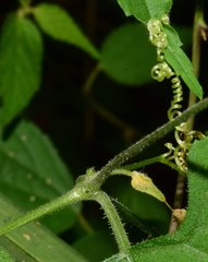 Sechiopsis tetraptera